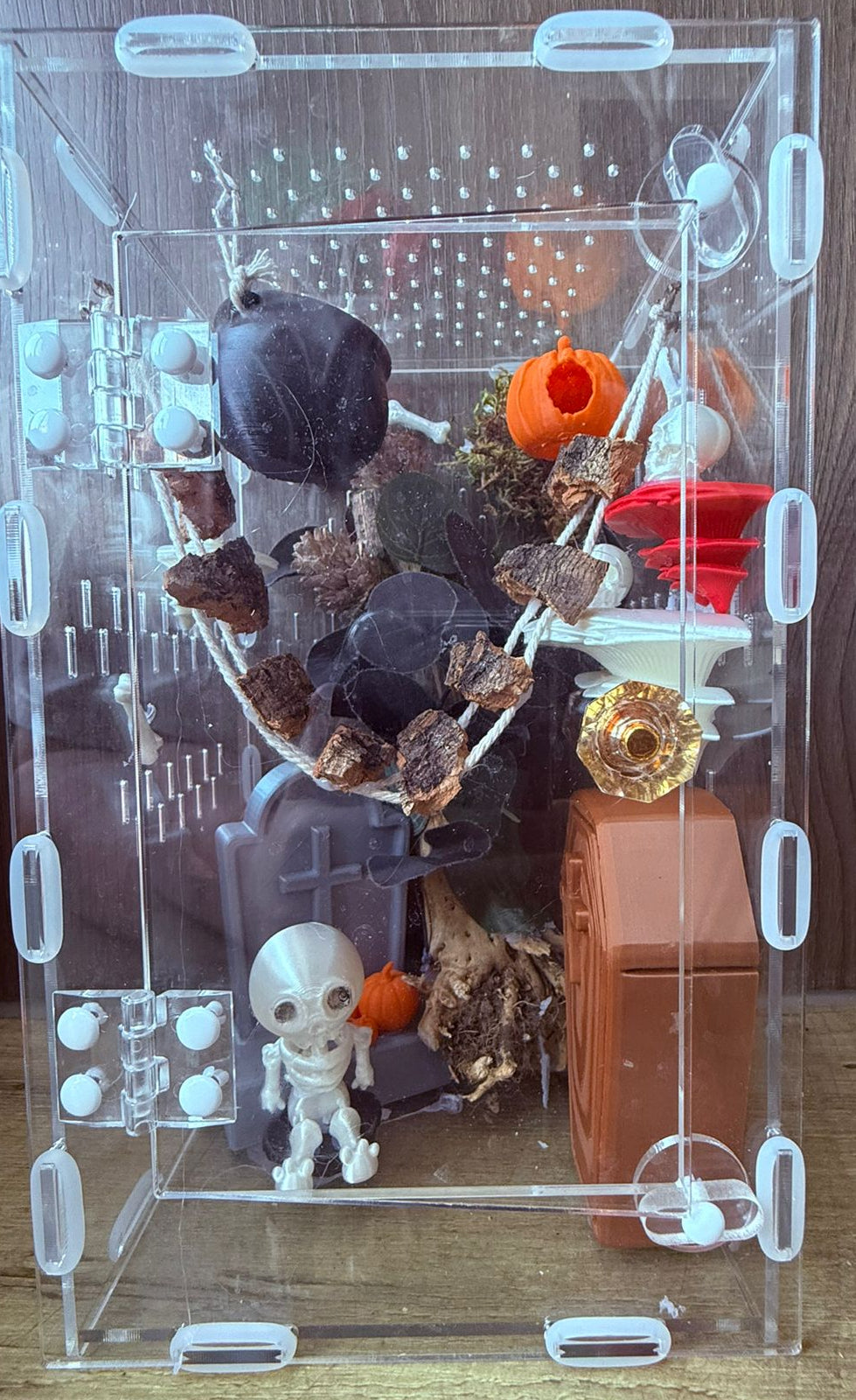 Mature/Sub-adult jumping spider enclosure